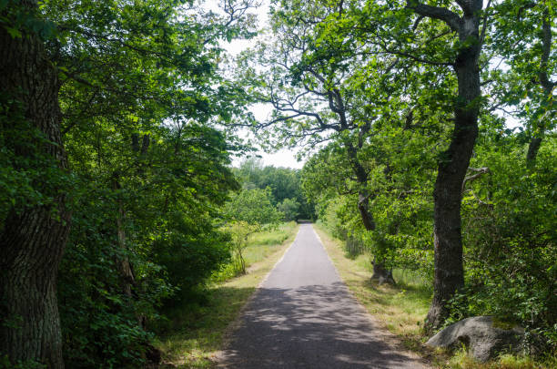istock Green footpath through a deciduous forest in summer season 1169817341