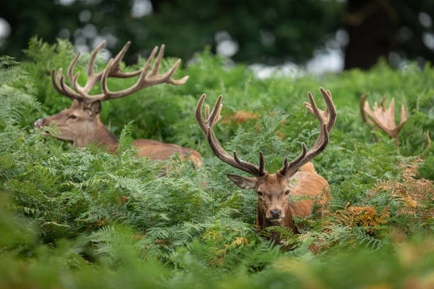 istock Red deer in richmond park 1169817391