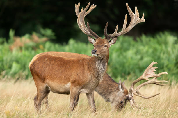 istock Red deer in richmond park 1169817393