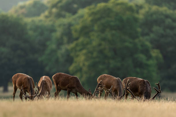 istock Red deer in richmond park 1169817459