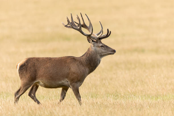 istock Red deer in richmond park 1169817493