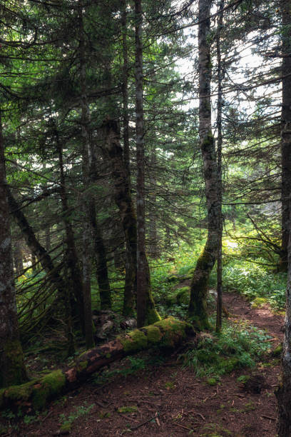 istock pristine, untouched forest in the highlands 1169818605