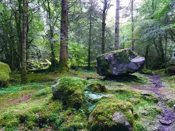 The Rocking Stone in Cavan Burren forest