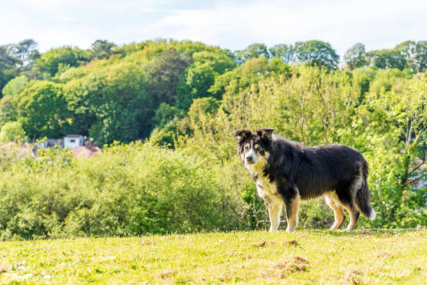 istock Border collie on hilltop 1169821572