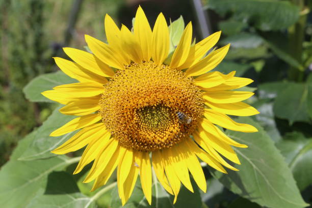 istock Beautiful bright colored sunflowers and green plants 1169821693