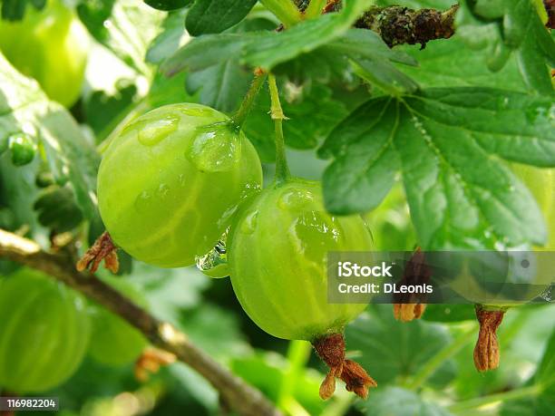 Verde Groselhas Espinhosas - Fotografias de stock e mais imagens de Alimentação Saudável - Alimentação Saudável, Arbusto, Botânica - Ciência de plantas