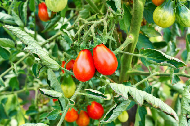 red teardrop tomato ready to be be harvested - flocked imagens e fotografias de stock