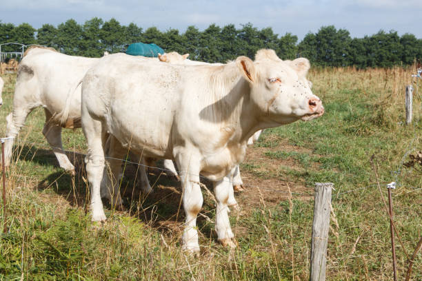 istock Charolaise cows in a field in Brittany 1169822779