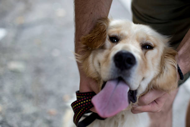 istock Young Man Playing With His Dog In Nature 1169823544