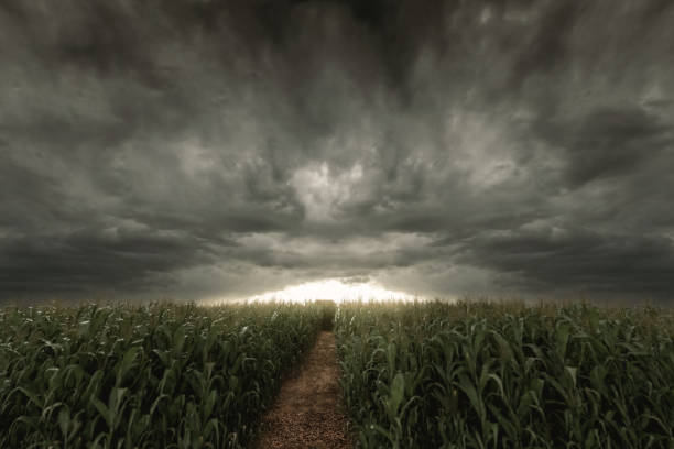 rendição 3d do caminho no meio do campo de milho verde na frente do céu dramático. foco seletivo - weather changes - fotografias e filmes do acervo