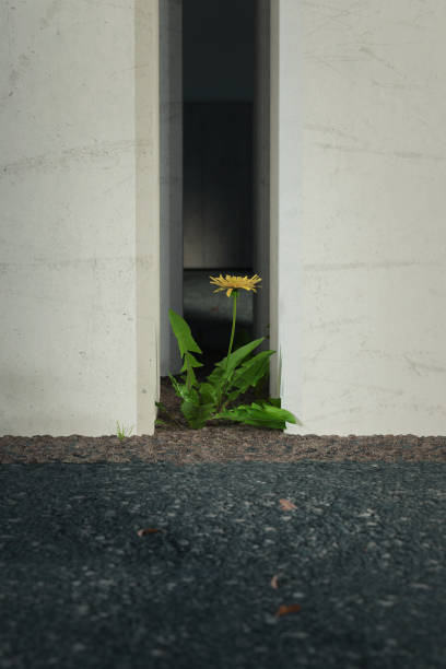 3d rendering of dandelion plant growing up in concrete environment