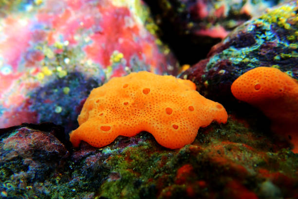 Colorful Mediterranean orange sea sponge in underwater scene Colorful Mediterranean orange sea sponge in underwater scene ascidiacea stock pictures, royalty-free photos & images