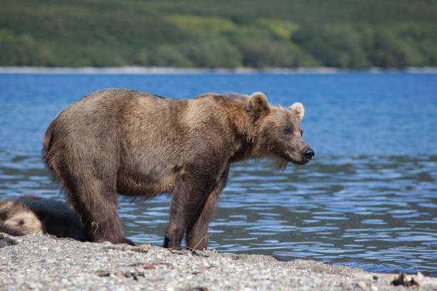 野生のクマ(ウルサス)は魚のサケを口にくわえる。 - bear salmon alaska cub ストックフォトと画像