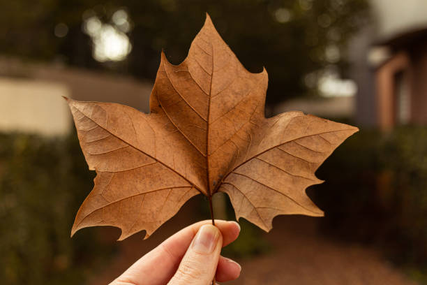 foglia d'acero durante l'autunno - syrup maple leaf leaf maple tree foto e immagini stock