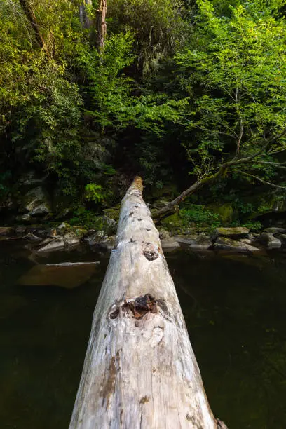Photo of Fallen tree over the creek