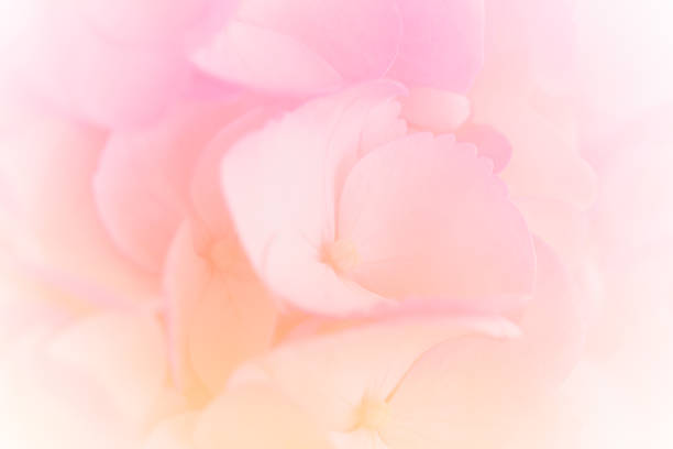 istock Hydrangea with soft pastel color in  blur style for background 1169826254