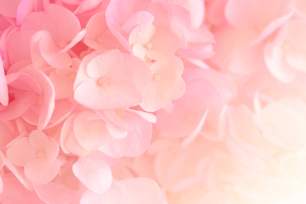 istock Hydrangea with soft pastel color in  blur style for background 1169826256