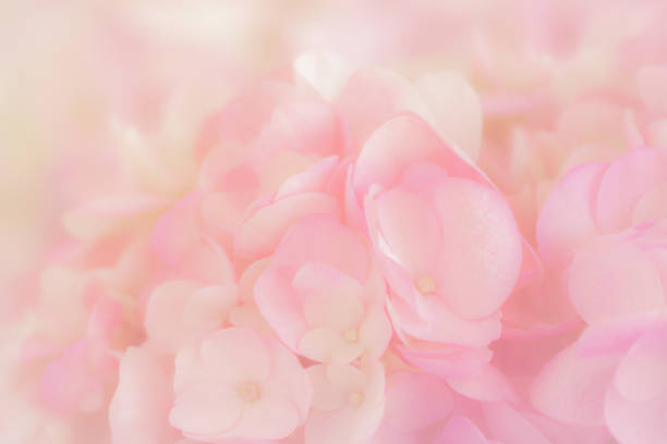 istock Hydrangea with soft pastel color in  blur style for background 1169826260
