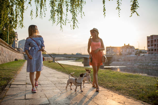 istock Friends taking dogs for  a walk 1169826911