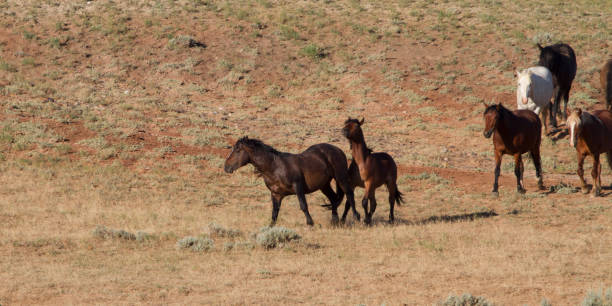 istock Mustangs Trotting Across the Prairie 1169827241