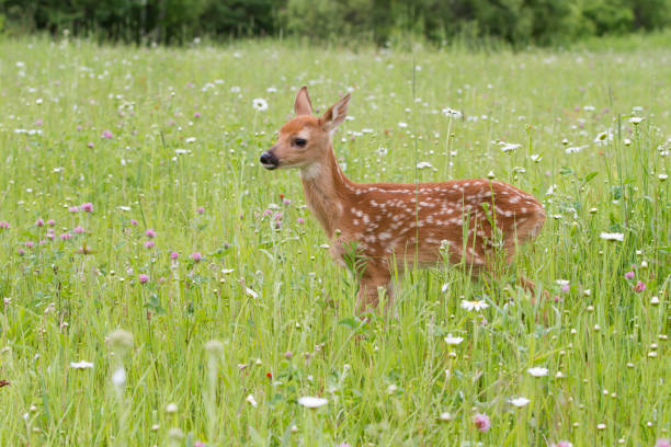 istock Fawn in Wildflower Meadow 1169827920