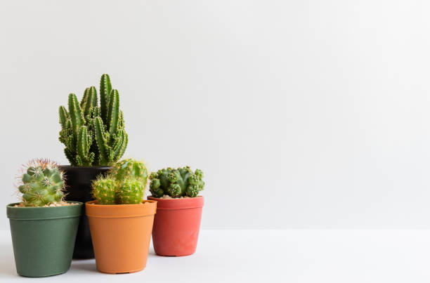 istock set of various cactus plants in pots. Cactus plant in different pot and view on table front of white wall 1169828011