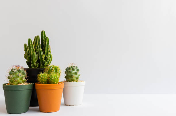 istock set of various cactus plants in pots. Cactus plant in different pot and view on table front of white wall 1169828019