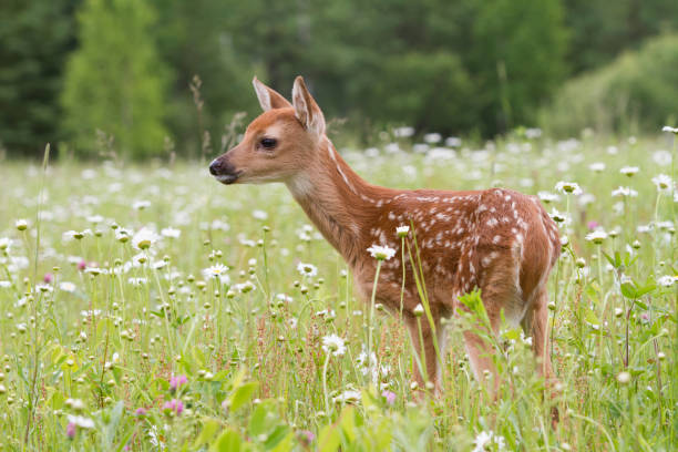 istock White-tailed Fawn in a Meadow of Daisies 1169828151