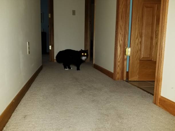 istock Spooky black cat staring with glowing eyes down hallway 1169828951