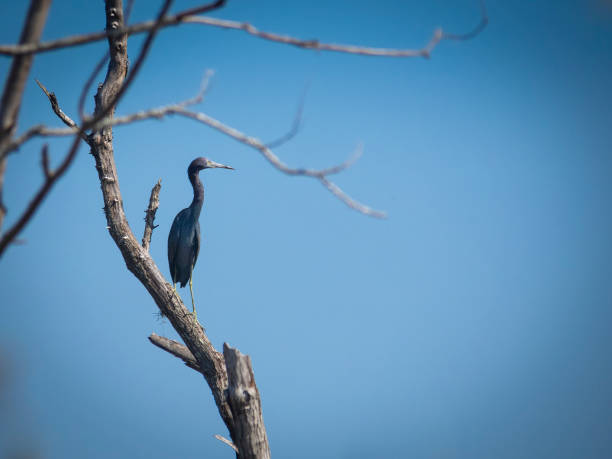 istock Beautiful Tricollored heron on a tree 1169829701
