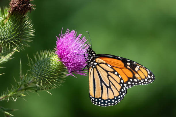 monarch schmetterling fütterung auf bull distel blütenstand - purple thistle stock-fotos und bilder