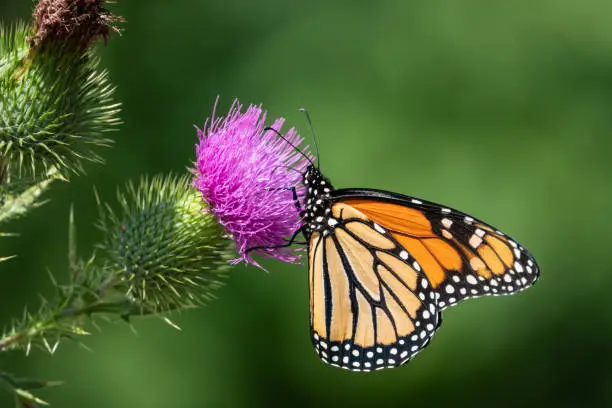 Monarch butterfly (Danaus plexippus) feeding on bull thistle (Cirsium vulgare) inflorescence in summer.