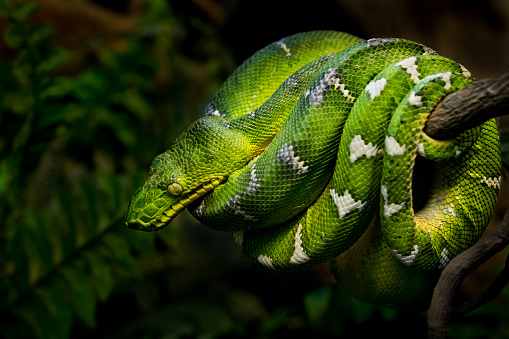 Close-up of a coiled Emerald tree boa on a branch in rainforest.