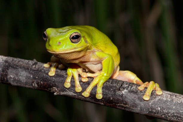 grüner baumfrosch - whites tree frog stock-fotos und bilder