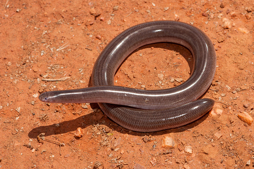 Australian Robust Blind Snake on red soil