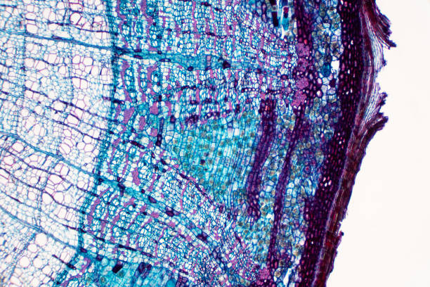 Cross section - Phloem is a type of tissue in vascular plants that transports water and some nutrients. Scientific research. Plant tissue Structure. Cross section - Phloem is a type of tissue in vascular plants that transports water and some nutrients. Scientific research. Plant tissue Structure. cambium photos stock pictures, royalty-free photos & images