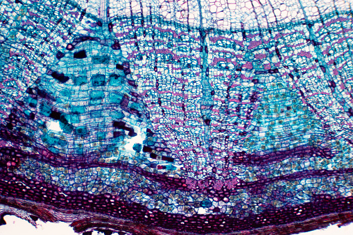 Cross section - Phloem is a type of tissue in vascular plants that transports water and some nutrients. Scientific research. Plant tissue Structure.