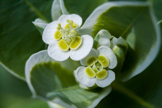 flowering milkweed \
