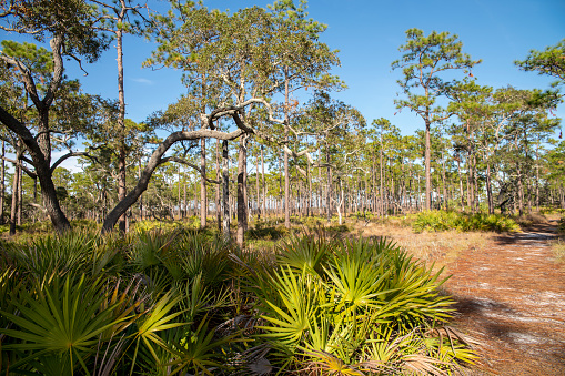 Pine forest in the Ochlockonee River State Park, North Florida, USA, in November