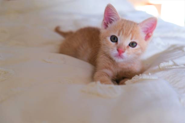 istock Playful, cute and curious 8 week old light orange tabby kitten on bed spread, chair and kitchen table.  One shot with dog looking at him. 1169840259