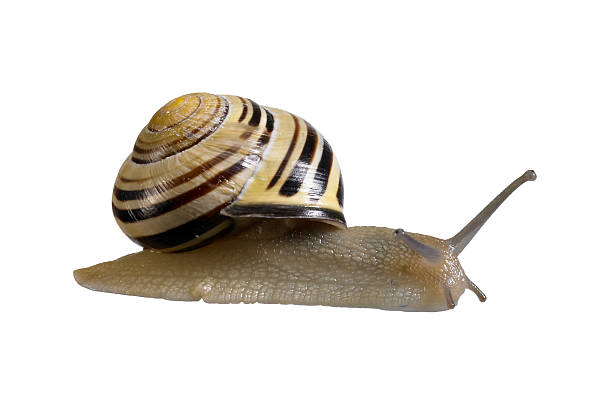 sigilosamente grove caracol - remote shell snail isolated fotografías e imágenes de stock