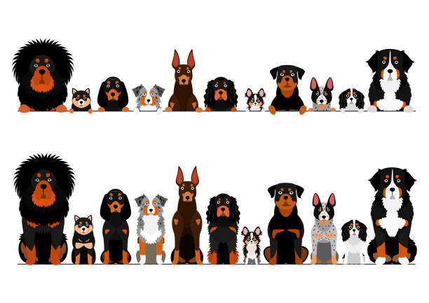 오렌지 눈썹 강아지의 국경 세트 - tibetan mastiff stock illustrations