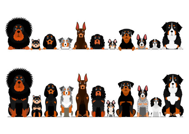 border set of orange eyebrow dogs border set of orange eyebrow dogs shiba inu black and tan stock illustrations