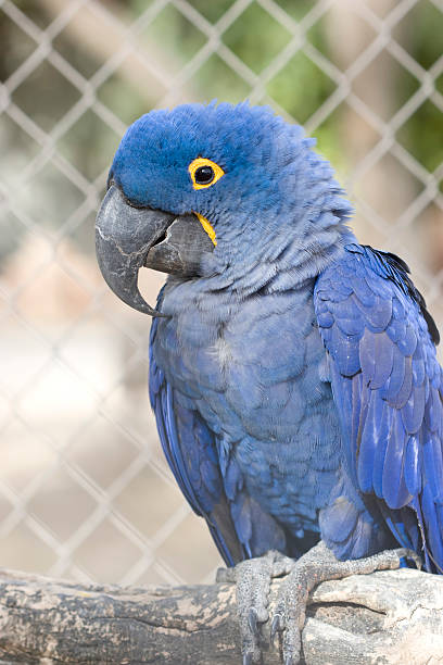 istock Hyacinth Blue Wing Macaw In Cage 116985044