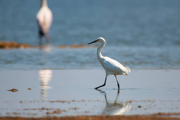 Little egret (Egretta garzetta) standing in water Lake Nakuru National Park ,Kenya.