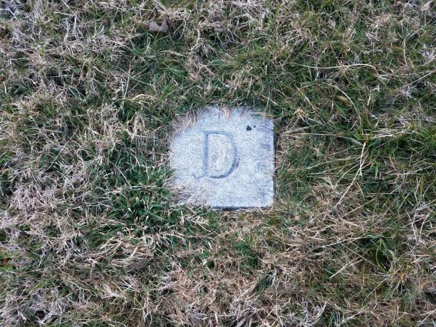 istock rock or stone with the letter D engraved on it in grass 1169851868