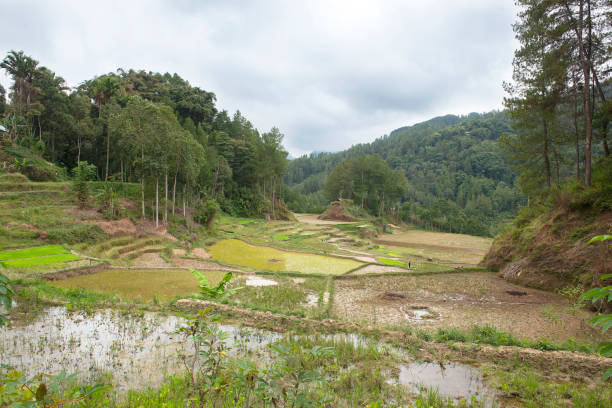 istock Green and brown rice terrace fields in Tana Toraja 1169852166