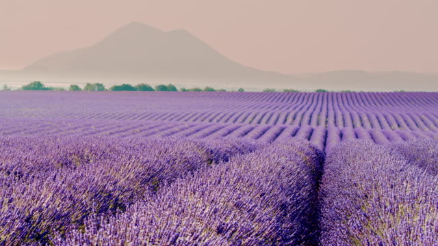 DS Colorful field of lavender plants