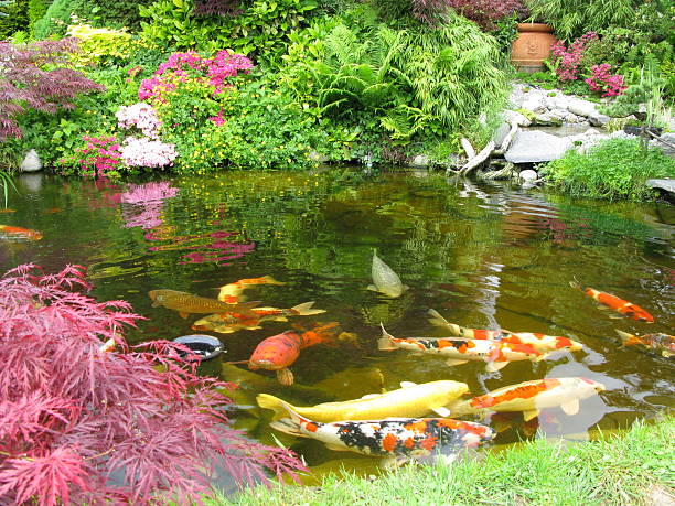 istock Big Kois in the pond 116985408