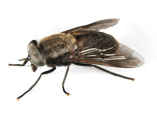 Horsefly  horse fly photos stock pictures, royalty-free photos & images